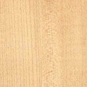 Textur von Ahorn Holz