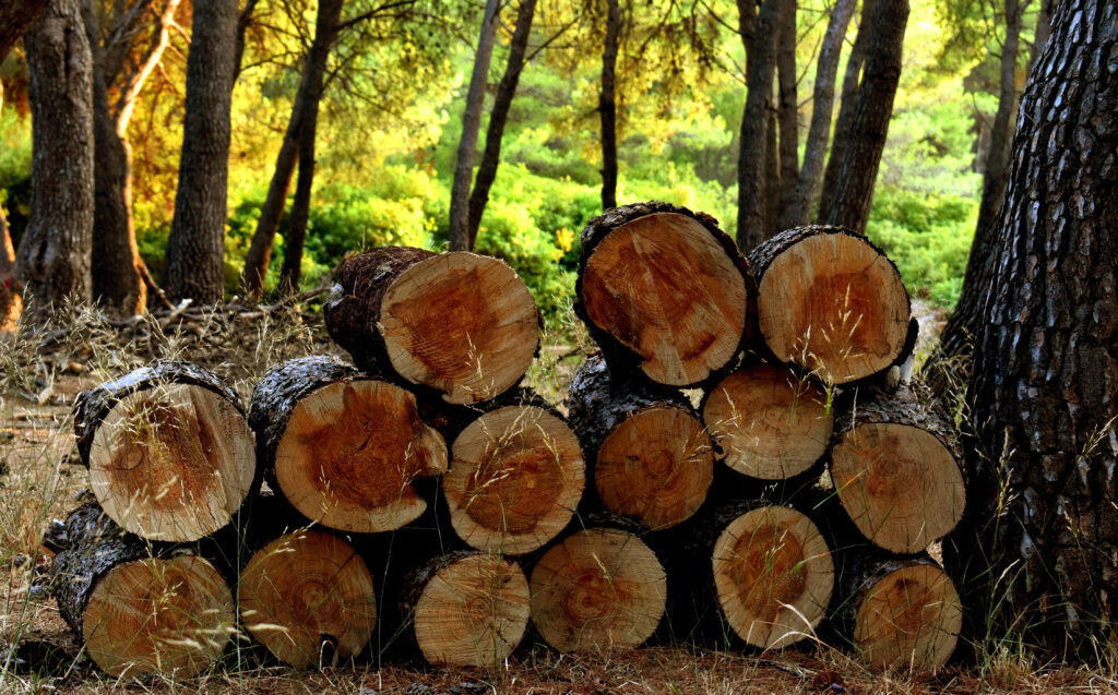 Brennholz vom Forstamt: Hohe Nachfrage, moderat gestiegene Preise